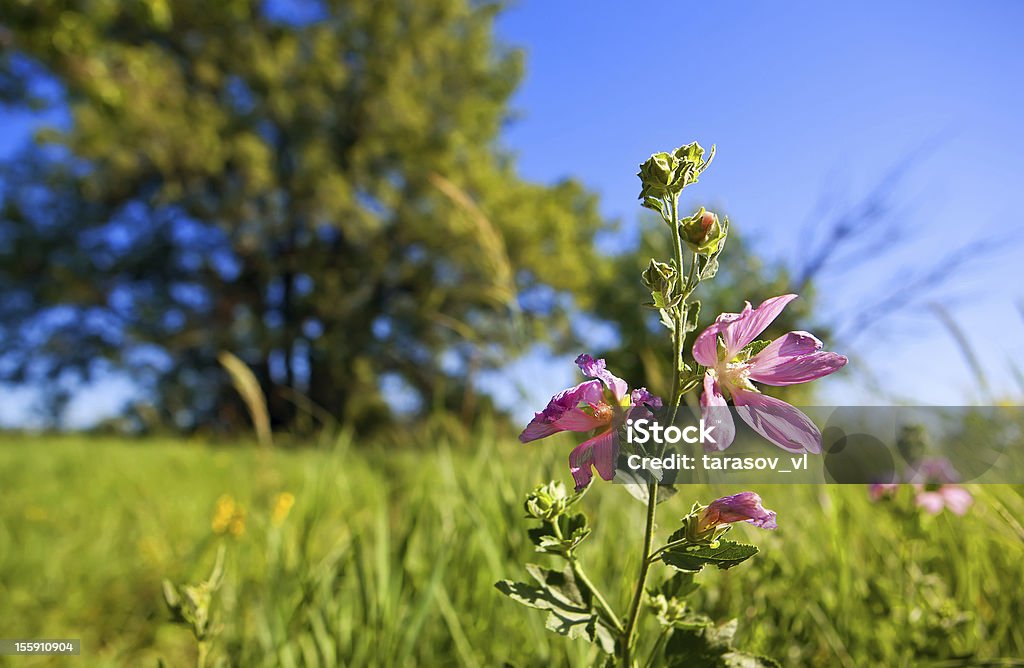 Sommer-Natur - Lizenzfrei Baum Stock-Foto