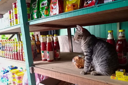A tabby cat sitting on a shelf of grocery store