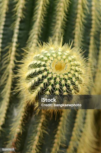 Cactus - Fotografie stock e altre immagini di Ambientazione esterna - Ambientazione esterna, Close-up, Composizione verticale