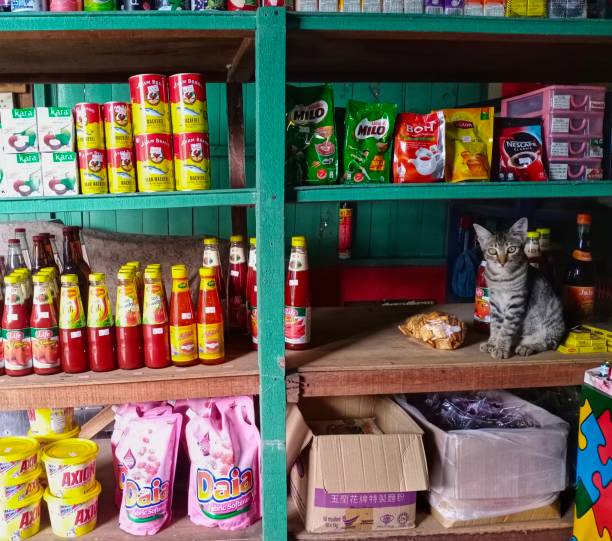 istock A tabby cat sitting on a shelf of grocery store 1559115880
