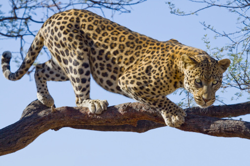 detailed photo of leopard fur