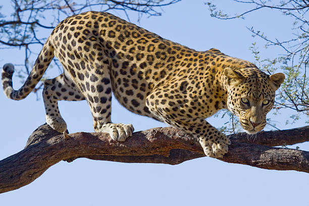 Leopard on tree wild african leopard looking down from a branch of a tree panthers stock pictures, royalty-free photos & images