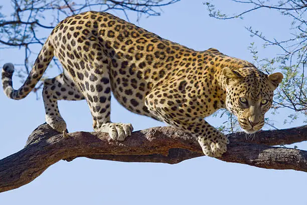 wild african leopard looking down from a branch of a tree