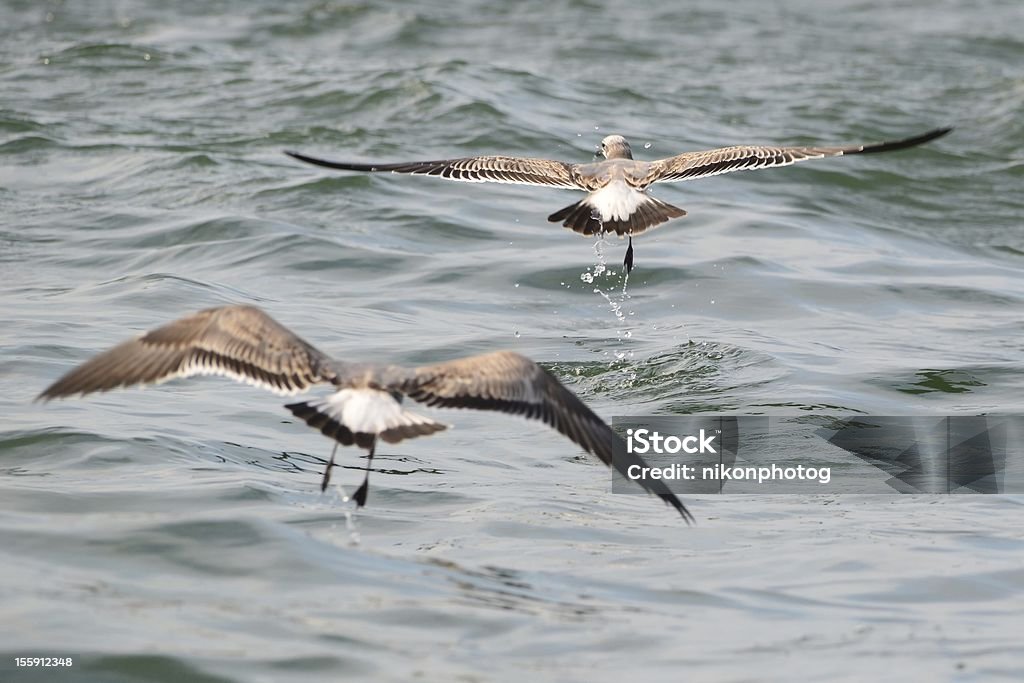 seagulls seagulls hunting in Virginia Beach, Virginia Animal Wildlife Stock Photo
