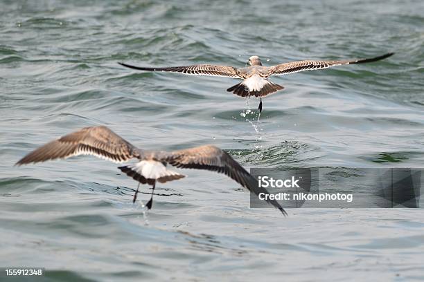 Seagulls Stock Photo - Download Image Now - Animal Wildlife, Bird, Flying