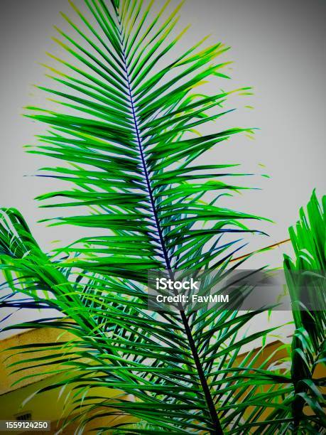 Nature Stock Photo - Download Image Now - Branch - Plant Part, Color Image, Nature