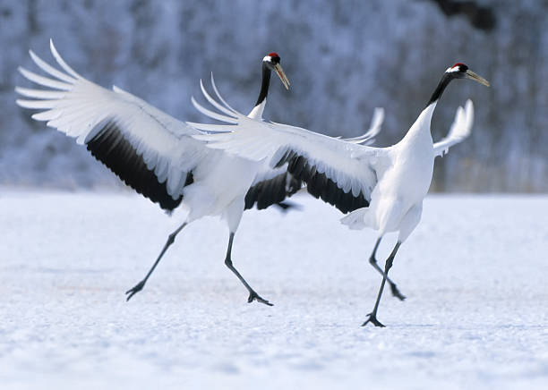 istock Japanese crane courtship dance 155912740