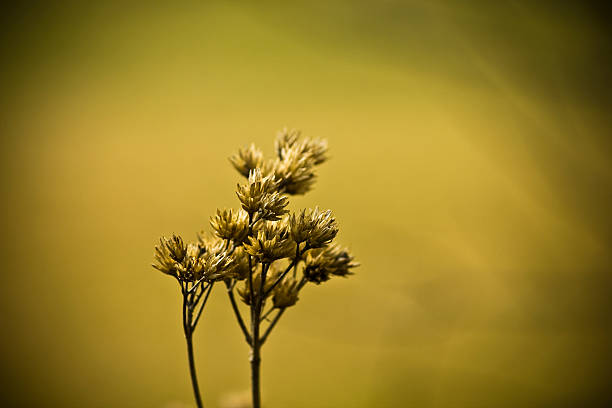 istock Dried Weed Closeup in a Field 155912764
