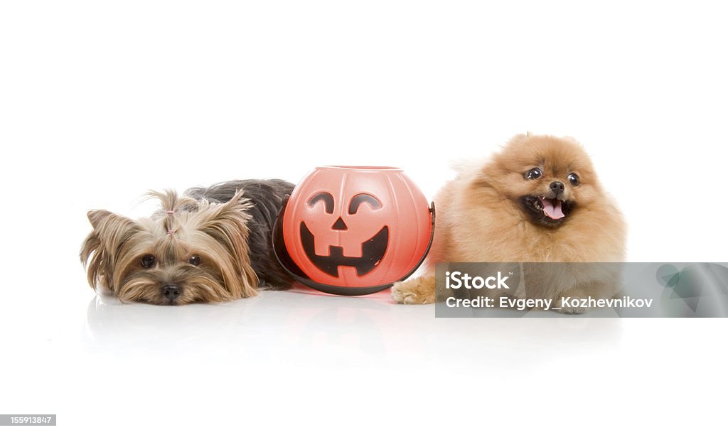 Yorkshire Terrier e spitz, Lulu da Pomerânia cão com abóbora de halloween - Foto de stock de Animal royalty-free