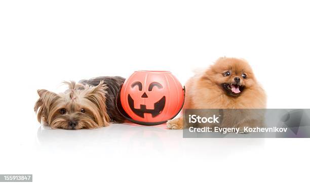 Foto de Yorkshire Terrier E Spitz Lulu Da Pomerânia Cão Com Abóbora De Halloween e mais fotos de stock de Animal