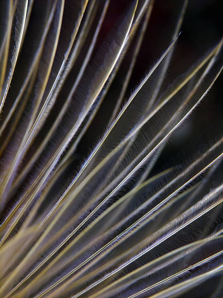 istock Spiral tube worm detail (Spirographis) 155913878