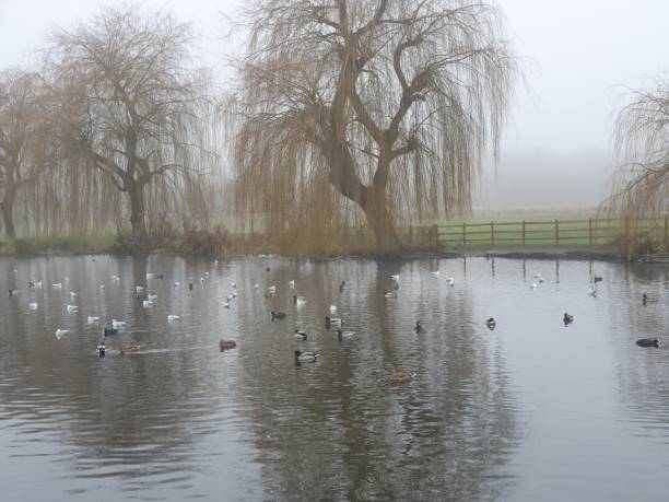istock A group of ducks swimming in a pond 1559145590