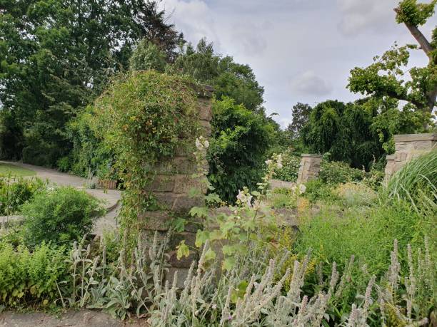 istock A stone wall with plants growing on it under the blue sky with sunshine 1559146618