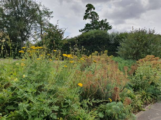 istock A garden with many plants and trees. Assorted coloured flowers with cloudy sky 1559148702
