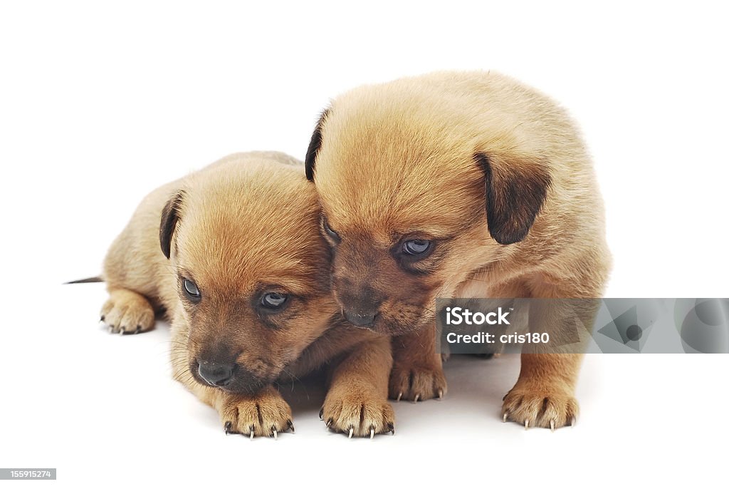 Fofo cachorros - Royalty-free Animal Foto de stock