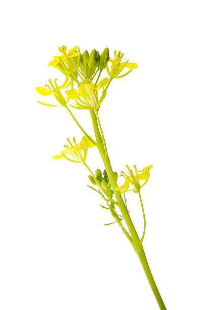 istock Flowers Of A Lettuce Plant 155915499