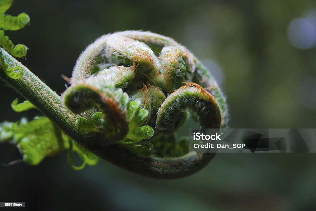 Dicksonia tree fern frond macro A macro of a Dicksonia antartica tree fern frond Frond Stock Photo