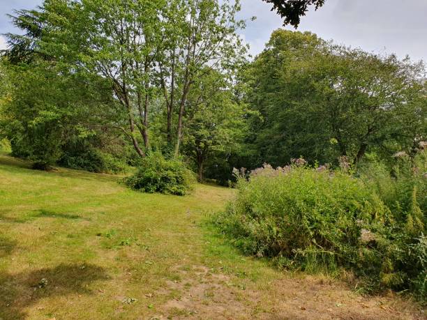 istock A grassy area with trees and bushes under the blue and cloudy sky 1559161127