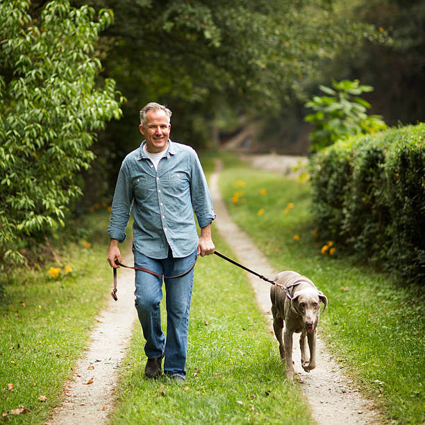 Mature Man With Pet Dog At Park. Mature man walking in park with his pet Labrador Retriever. Square shot. dog walking stock pictures, royalty-free photos & images