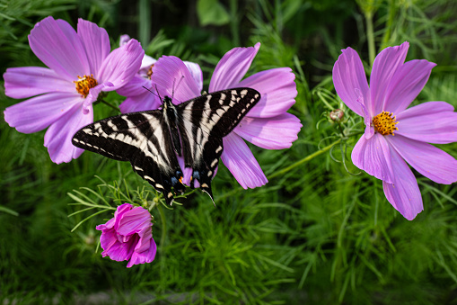 Black and Yellow butterfly feeding on pink cosmos blossoms