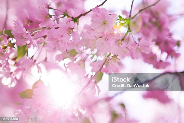 일본 벚꽃 나무 In 꽃송이 0명에 대한 스톡 사진 및 기타 이미지 - 0명, 4월, 5월