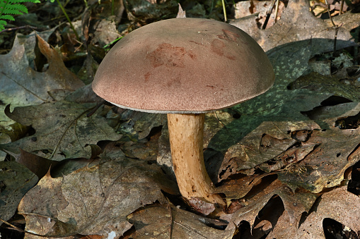 Reddish-brown bitter bolete (Tylopilus rubrobrunneus) in late-afternoon sunlight, summer. In the Connecticut woods.