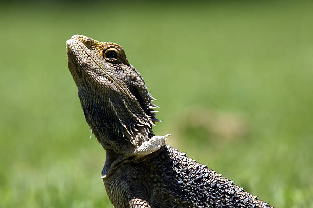 istock Bearded dragon lizard found in Australia. 155917942
