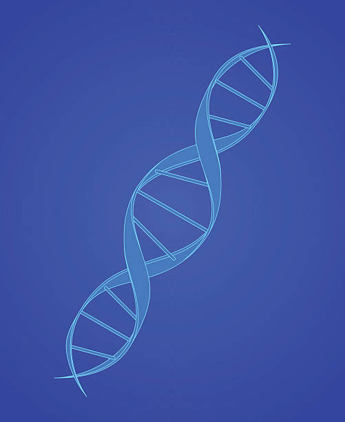 ilustraciones, imágenes clip art, dibujos animados e iconos de stock de dna spiral sobre azul - dna helix helix model symmetry