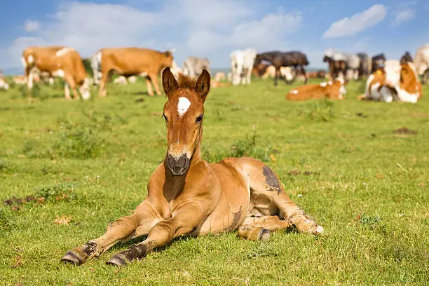 Photo of Baby Animals