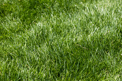 Close-up photo of tall green grass on a sunny day.