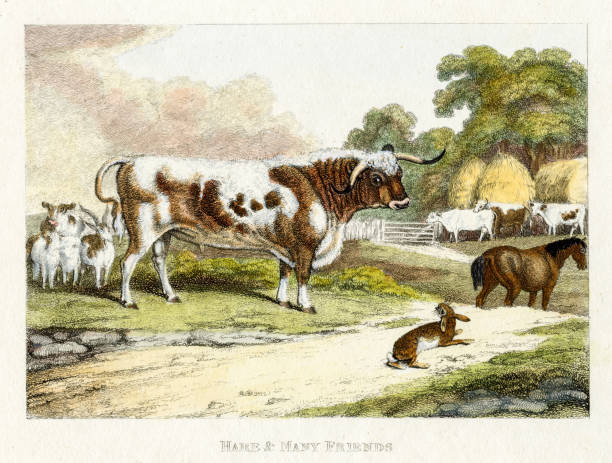 Bull and Hare - 