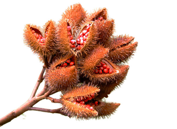 Urucum-annatto pods.