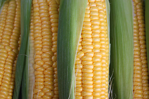 épi de maïs - corn on the cob macro corn crop freshness photos et images de collection