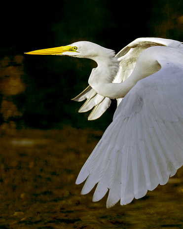 Great white heron in flight, J.N. \
