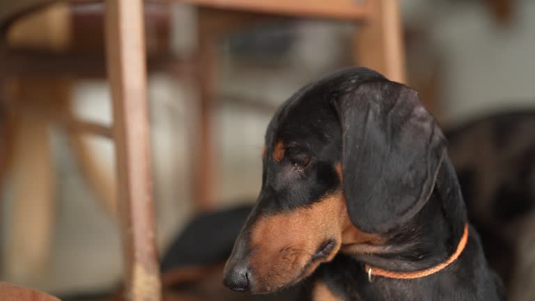 cute Dachshund dog lying on the floor.