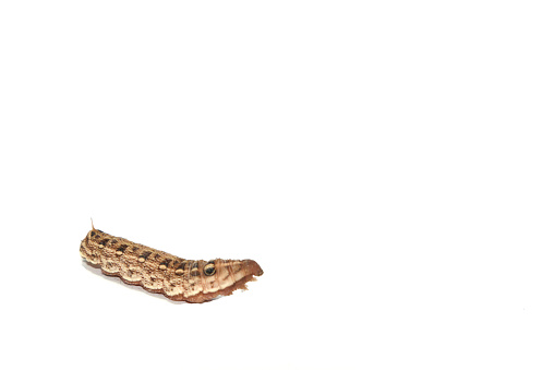 big brown caterpillars on a white background are shot close-up, showing the caterpillars in fine detail, with a complementary flash for clarity.