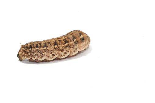 big brown caterpillars on a white background are shot close-up, showing the caterpillars in fine detail, with a complementary flash for clarity.