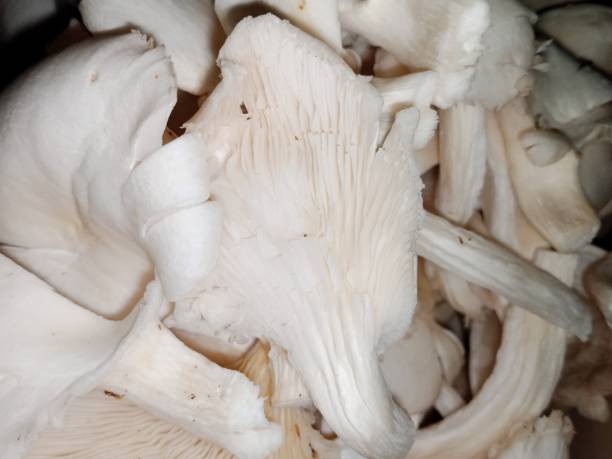 istock Mushrooms are a food source that can be consumed by humans 1559327293