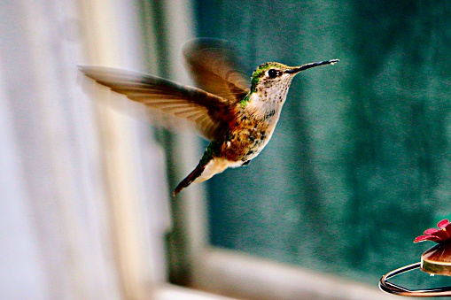 Natural background closeup of hungry Broad-tailed hummingbird with wings spread hovering near window of home exterior near garden nectar feeder.