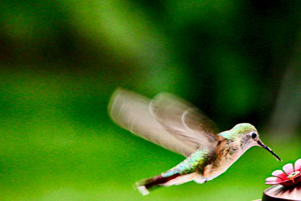 nahaufnahme calliope-kolibri schwebt über gartennektar-feeder vor grünem hintergrund kopierraum - sternelfe stock-fotos und bilder