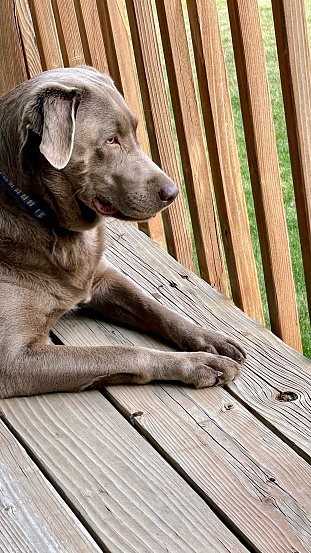 Pet portrait, profile of Silver Labrador with watchful expression lying on wood deck of home exterior.