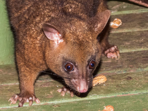 istock Coppery Brush-tailed Possum in Queensland Australia 1559350457