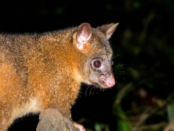 istock Coppery Brush-tailed Possum in Queensland Australia 1559352490