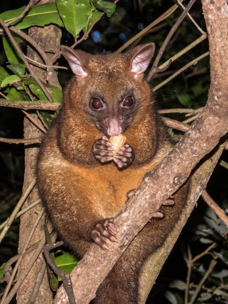 istock Coppery Brush-tailed Possum in Queensland Australia 1559352520