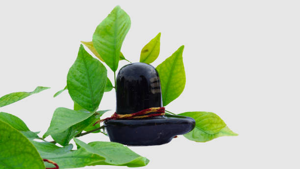 Bael or aegle marmelos leaves around shiva lingam on white background. Indian people use bael leaves to worship Lord Shiva. Holy plant bilva patra or bili patra aegle marmelos used worship of god shiva lingam and traditional medicinal use in india lingam yoni stock pictures, royalty-free photos & images