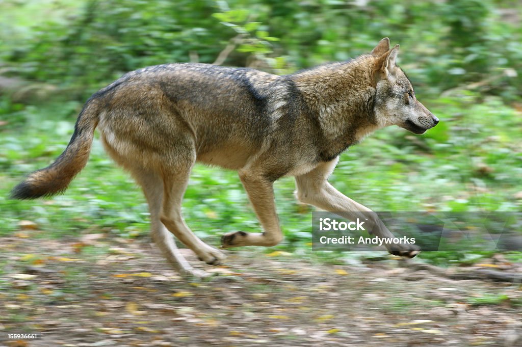 Running Wolf - Lizenzfrei Wolf Stock-Foto
