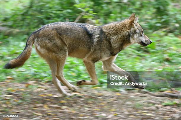 Running Wolf Stockfoto und mehr Bilder von Wolf - Wolf, Rennen - Körperliche Aktivität, Europäischer Wolf