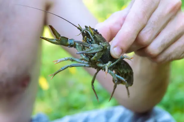 Ð¡rawfish catcher holding a live crayfish in his hand