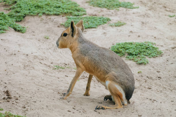 istock Patagonian mara sitting on the sand 1559375529