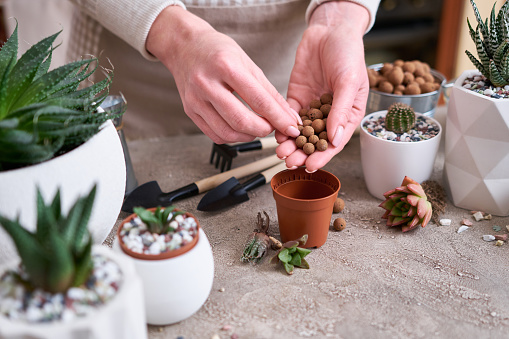 Woman putting expanded clay into brown plastic Pot for Succulent haworthia planting.